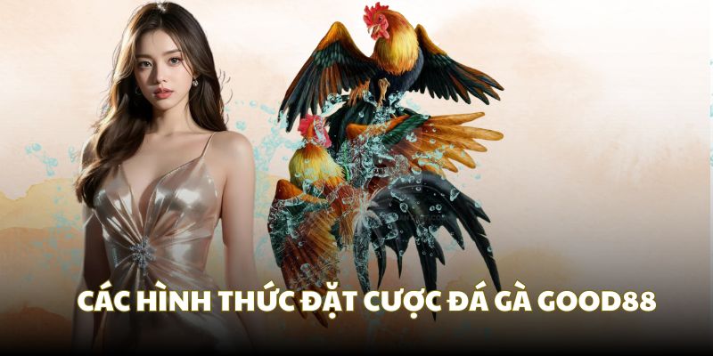 Tổng hợp các lựa chọn cược sảnh chọi gà Tổng hợp các lựa chọn cược sảnh chọi gà