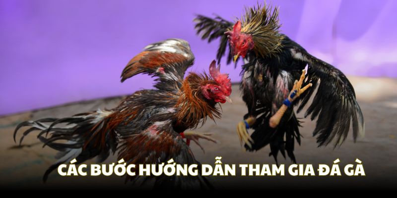 Cách tham gia đá gà Good88 theo các bước đơn giản Cách tham gia đá gà Good88 theo các bước đơn giản