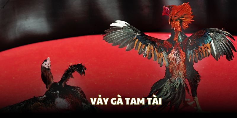 vay ga tam tai dai dien